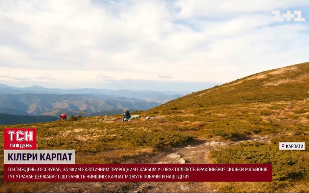 У Карпатах браконьєри полюють за екзотичним природним скарбом У Карпатах браконьєри полюють за екзотичним природним скарбом