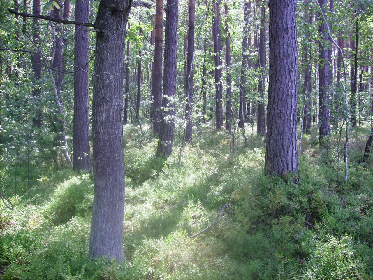 Ліс біля стаціонару