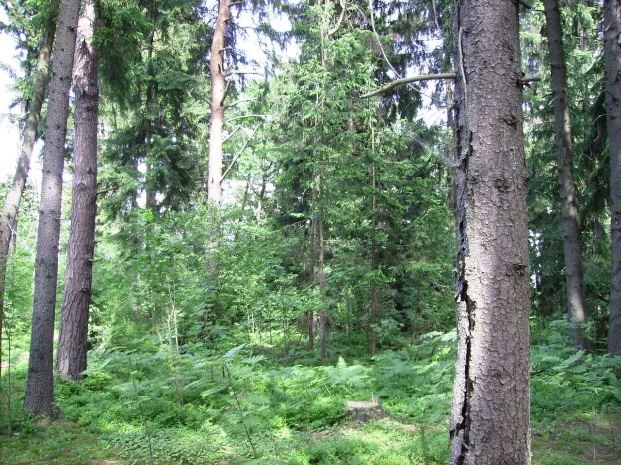 Ліс біля стаціонару 2