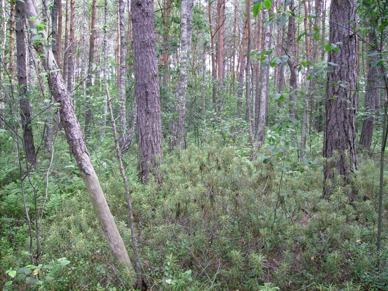 Ліс біля стаціонару 3