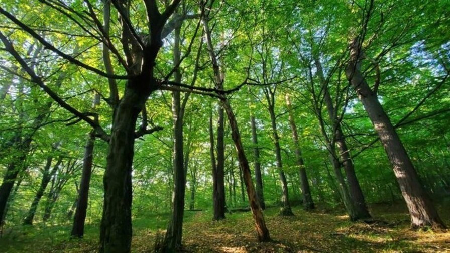 природний заказник «Хомичеві пагорби»