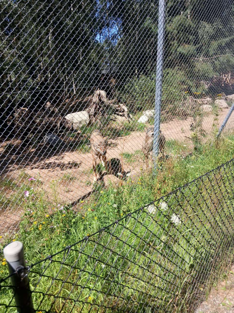 Фото 5. Вовки в «Дикій загороді» (Яблуново, Польща), 09.08.2026
