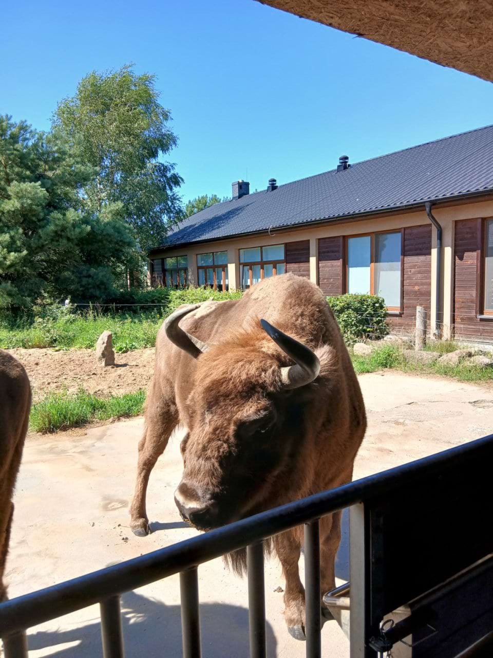 Фото 6. Зубри в «Дикій загороді» (Яблуново, Польща), 08.09.2026